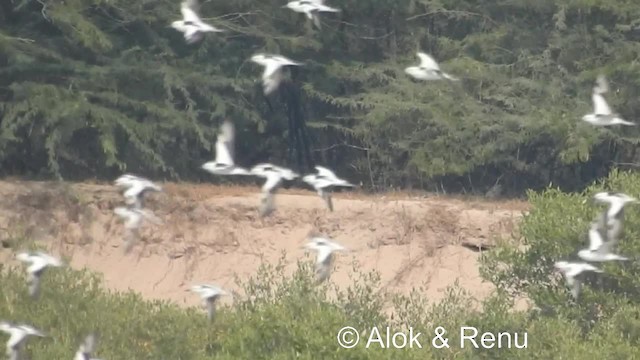 Drome ardéole - ML201986351