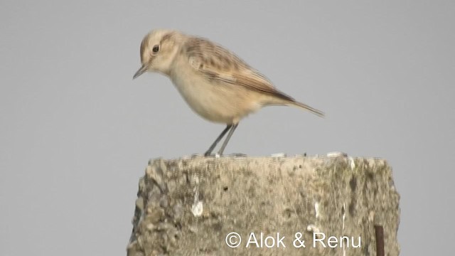 ørkenbuskskvett - ML201986371