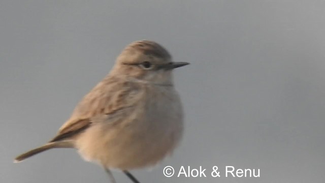 ørkenbuskskvett - ML201986381