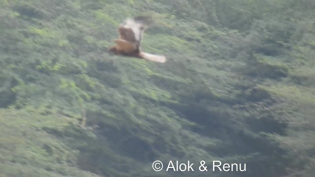 Намгийн хулд - ML201986391