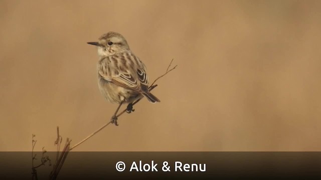 鳥類画「The Whinchat（ノビタキ）」 鳥類画「The Whinchat（ノビタキ）」（マミジロノビタキ (眉白野