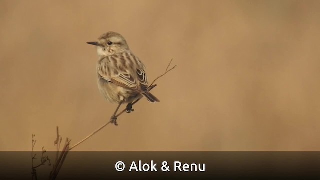 White-browed Bushchat - ML201986401