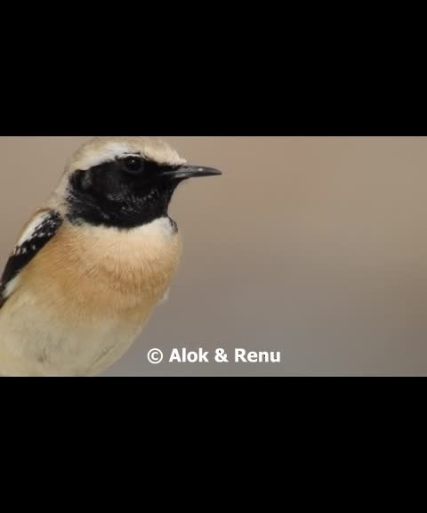 Desert Wheatear - ML201986431