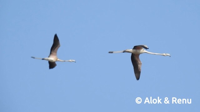 Ягаан нал - ML201986441