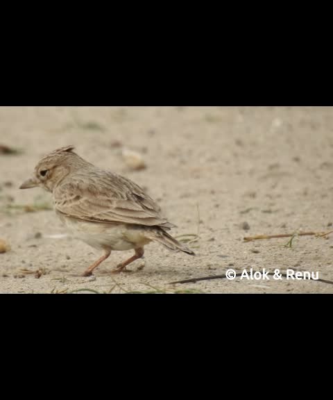 Sand Lark - ML201986491