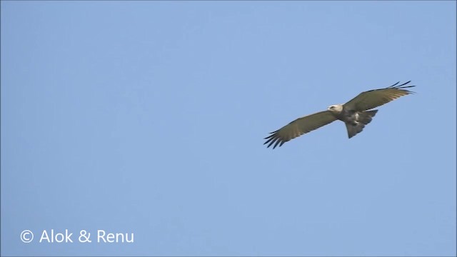 Short-toed Snake-Eagle - ML201986501