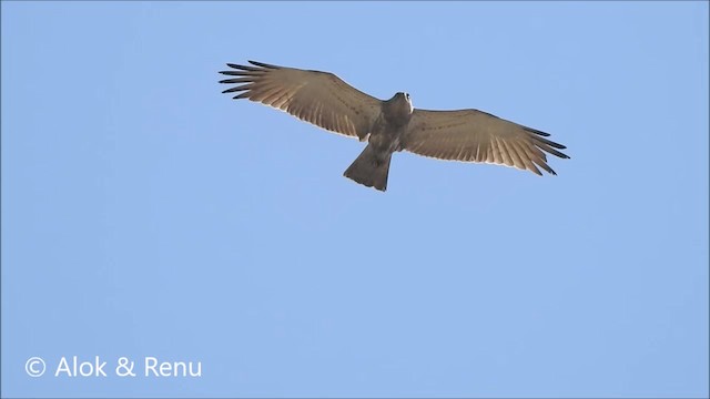 Short-toed Snake-Eagle - ML201986511