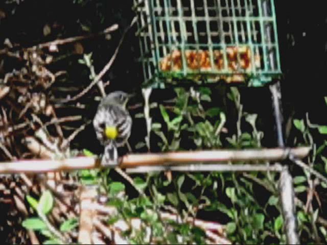Пісняр-лісовик жовтогузий (підвид auduboni) - ML201986551