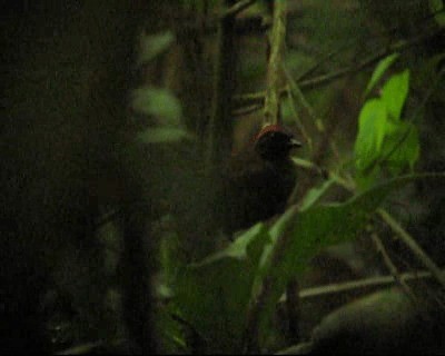 Rufous-capped Antthrush - ML201986601