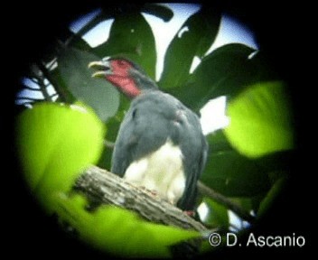 Caracara Gorjirrojo - ML201986681