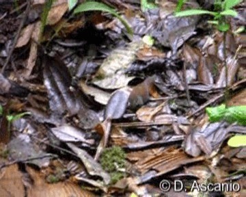 White-throated Barbtail (Paria) - ML201986701