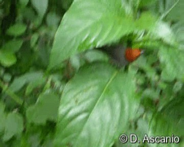 Fulvous-headed Tanager - ML201986711