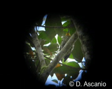 Yellow-throated Woodpecker - ML201986731