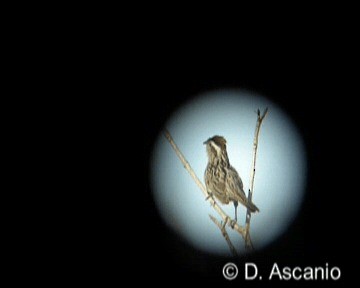 Striped Cuckoo - ML201986741