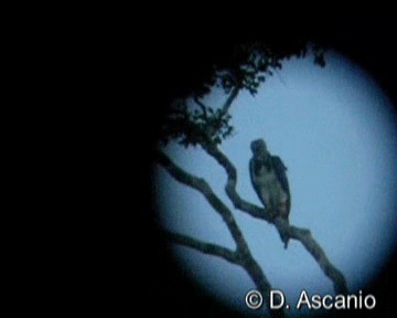 Harpy Eagle - ML201986761