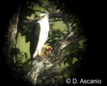 Black-and-white Hawk-Eagle - ML201986781