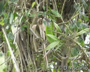 arassari modrolící (ssp. sulcatus/erythrognathus) - ML201986831