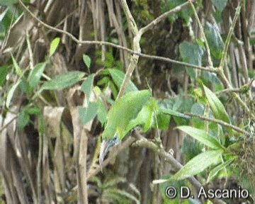 Groove-billed Toucanet (Groove-billed) - ML201986841