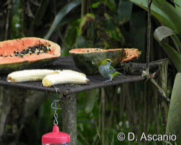 Speckled Tanager - ML201986871