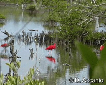 Scarlet Ibis - ML201986911