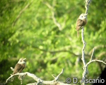 Pale-headed Jacamar - ML201986931