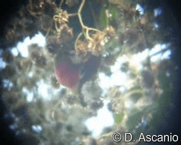 Conure tête-de-feu - ML201987011