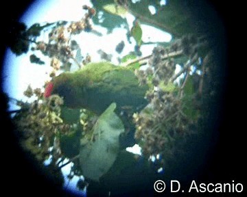 Conure tête-de-feu - ML201987021