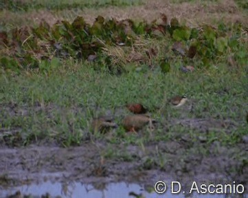 Brazilian Teal - ML201987111