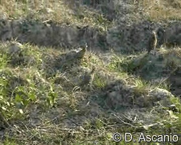 Crested Bobwhite - ML201987121
