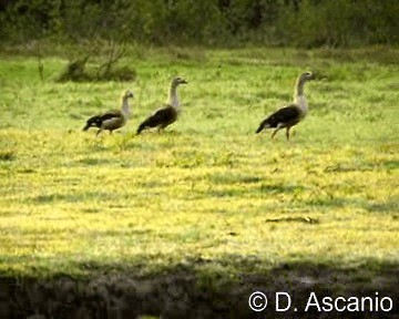 Orinoco Goose - ML201987161