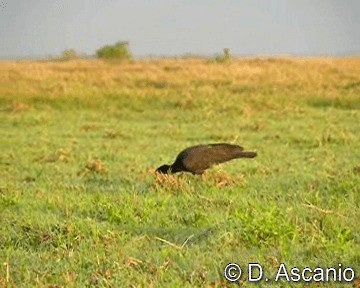 Sharp-tailed Ibis - ML201987181