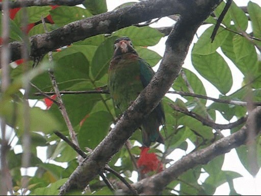 Brown-hooded Parrot - ML201987251