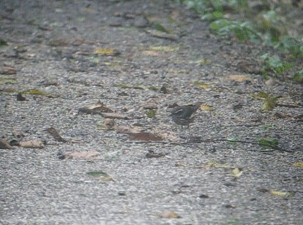 Louisiana Waterthrush - ML201987281