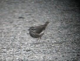 Louisiana Waterthrush - ML201987301