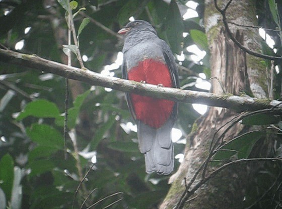 Gri Kuyruklu Trogon (massena/hoffmanni) - ML201987311