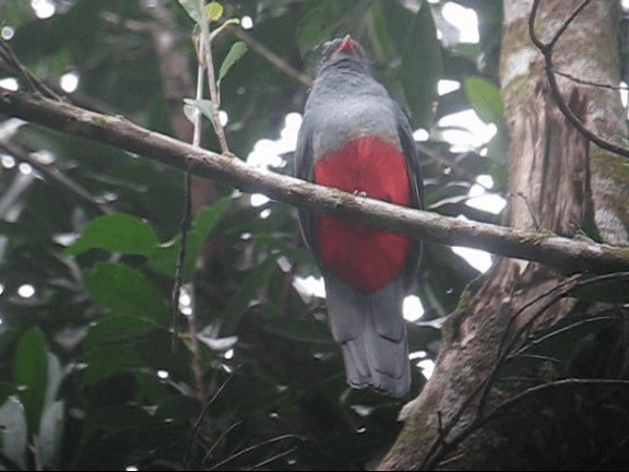 Gri Kuyruklu Trogon (massena/hoffmanni) - ML201987321