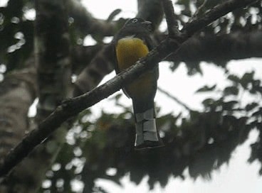 Black-headed Trogon - ML201987331