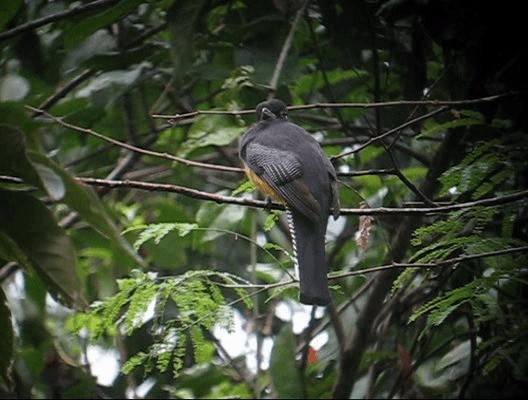 Trogon pattu - ML201987341