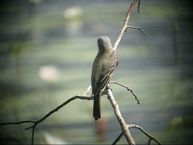 Tropical Kingbird - ML201987371