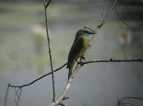 Tropical Kingbird - ML201987381