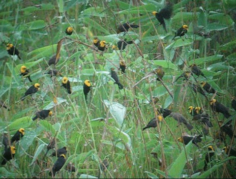 Yellow-hooded Blackbird - ML201987401