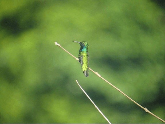 Black-throated Mango - ML201987421