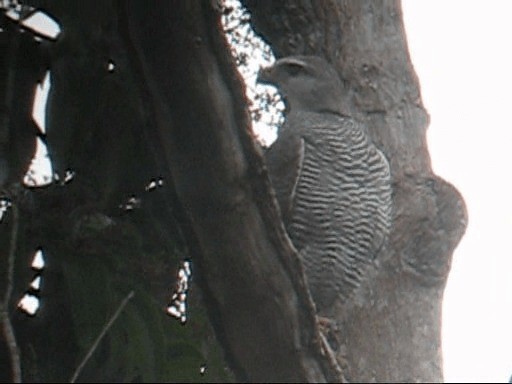 Gray-lined Hawk - ML201987441