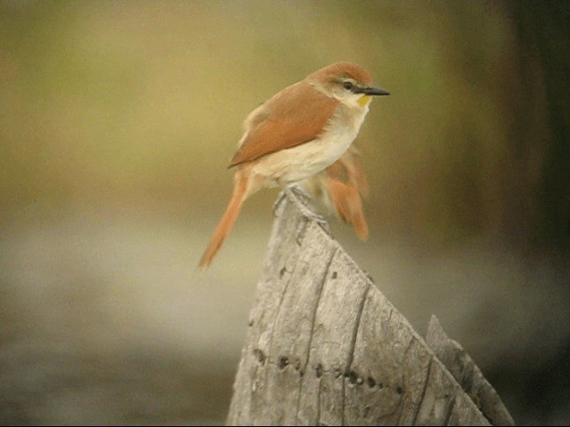 Yellow-chinned Spinetail - ML201987461