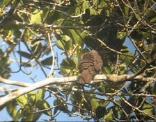 Paloma Vinosa (grupo purpureotincta) - ML201987481