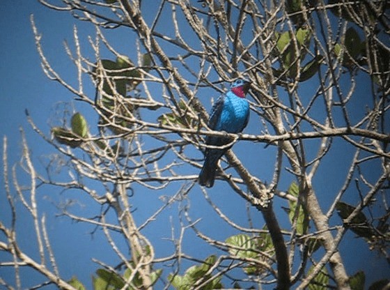 Cotinga Celeste - ML201987511