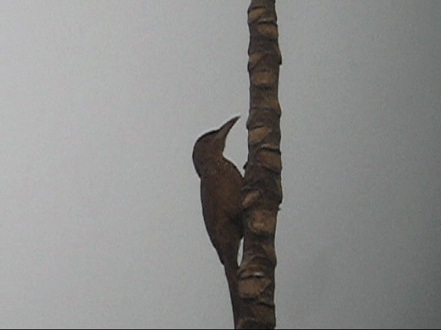 Cinnamon-throated Woodcreeper (rufigula) - ML201987541