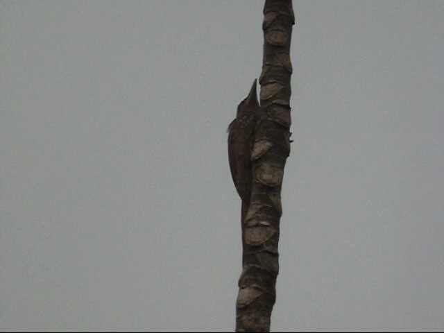 Cinnamon-throated Woodcreeper (rufigula) - ML201987551