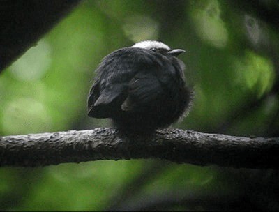 Manakin à tête blanche (pipra) - ML201987561