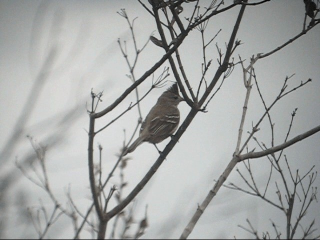 Plain-crested Elaenia - ML201987571